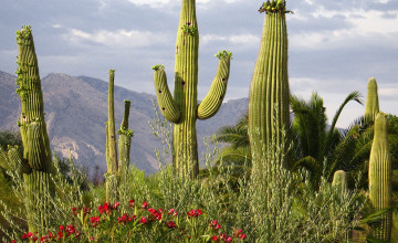 Cactus Wallpapers Backgrounds