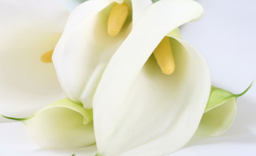 Calla Lilies Wallpapers