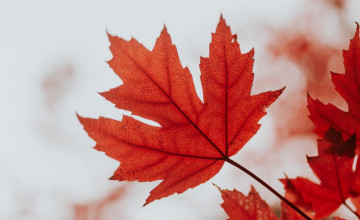 Canada Maple Leaf Wallpapers