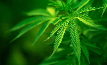 Cannabis Wallpapers