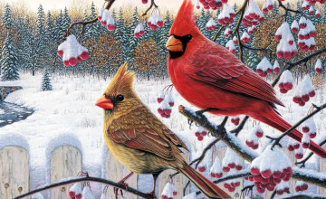 Cardinal Bird Wallpapers Desktop