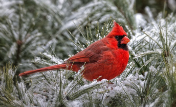 Cardinal for Computer