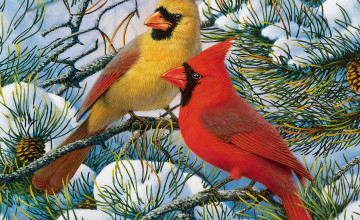 Cardinal Wallpapers Winter