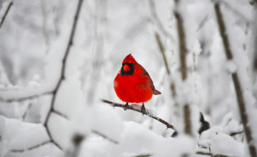 Cardinals in the Snow Wallpaper