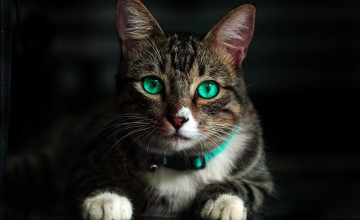 Cat 4k Wallpapers