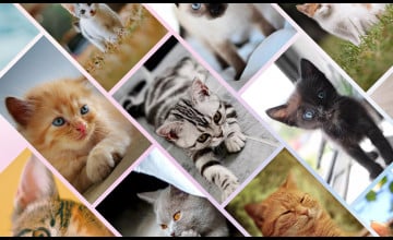 Cat Collage Wallpapers