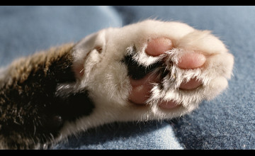 Cat Paws Wallpapers