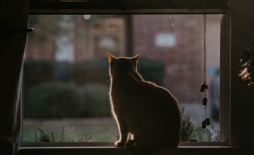 Cat Window Wallpapers