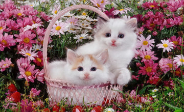 Cat With Flower Wallpapers