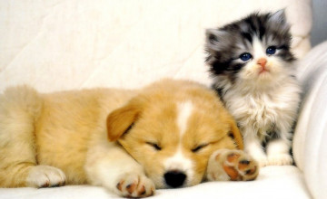 Cats And Dogs Wallpaper