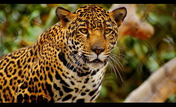 Cheetah Desktop Backgrounds
