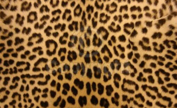 Cheetah Print for Desktop