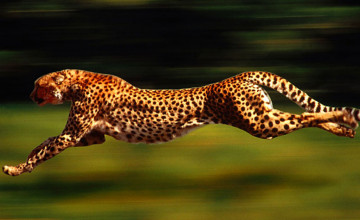 Cheetah Running