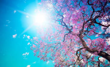 Cherry Blossom Background Wallpapers