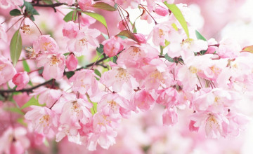 Cherry Blossom Pictures Wallpapers