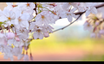 Cherry Blossom Wallpapers for Desktop