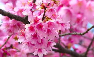 Cherry Blossom Home