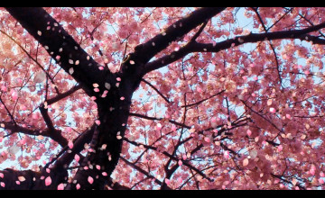 Cherry Blossom Windows