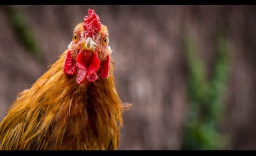 Chicken Wallpapers