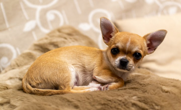 Chihuahua Puppies Wallpapers