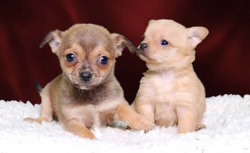 Chihuahua Puppy Wallpapers