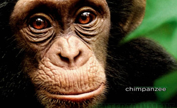 Chimpanzee Wallpapers