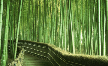 Chinese Bamboo Forest