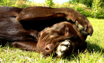 Chocolate Lab Pictures