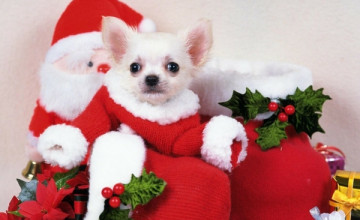 Christmas Chihuahua Desktop
