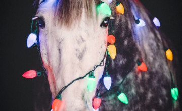 Christmas Horses Wallpapers