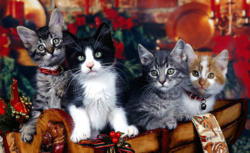 Christmas Kittens