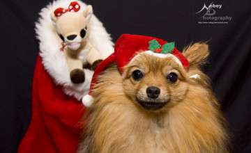 Christmas Pomeranian