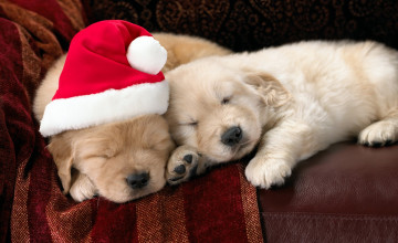 Christmas Puppies Desktop