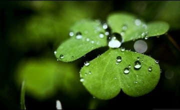 Clover