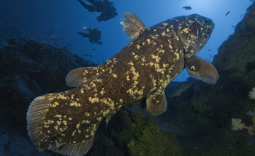 Coelacanth Wallpapers