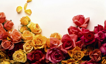 Color Roses HD