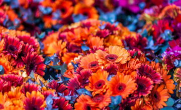 Colorful Flower Backgrounds