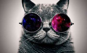Cool Cats Wallpapers