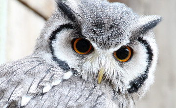 Cool Owl Desktop