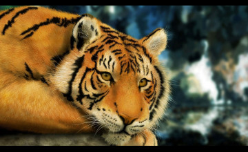 Cool Wallpapers of Tigers