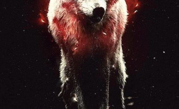 Cool Wolf iPhone Wallpapers