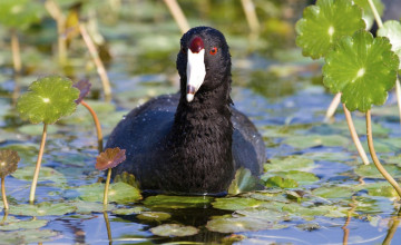 Coot Wallpapers