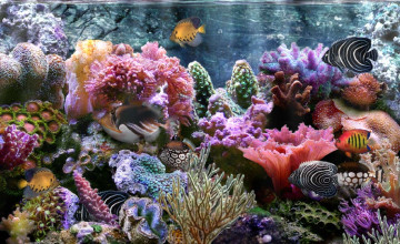 Coral Reef Backgrounds