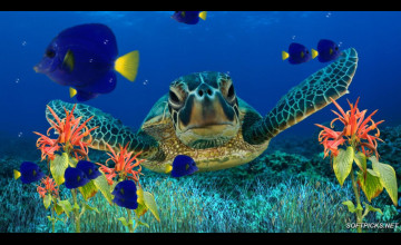 Coral Reef Screensavers & Wallpaper