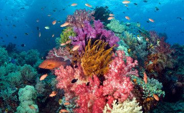 Coral Wallpaper