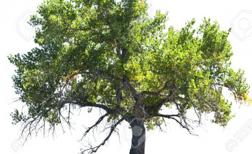 Cottonwood Backgrounds
