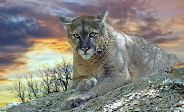 Cougar Wallpaper for Desktop