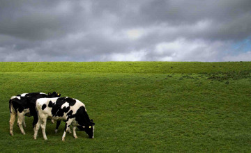 Cow Backgrounds