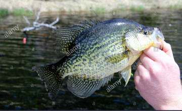 Crappie Backgrounds