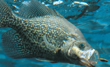 Crappie Fishing Wallpapers